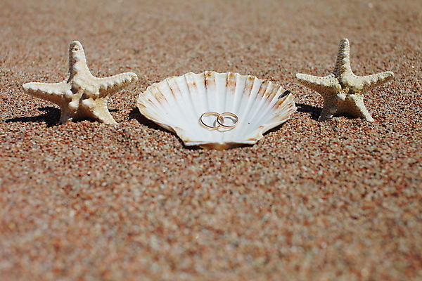 포토 JPG 해외이미지 주간 모래 불가사리 사람없음 야외 조개껍데기 결혼반지 해외포토 자연요소 결혼 조개 극피동물 반지 파일형식 이미지허브