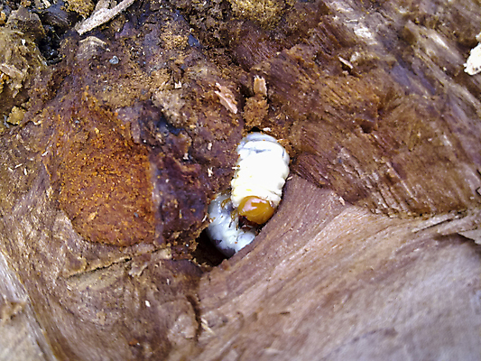 포토 JPG 해외이미지 곤충 자연 사람없음 정원 구멍 터널 부식 옛날 쓰다듬기 해외포토 동물 길 모션 생태계 파일형식 이미지허브