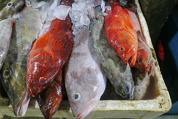 포토 JPG 해외이미지 산업 음식 바다 백그라운드 다이어트 재료 낚시 조개 새우 파슬리 건강 종류 갑각류 어류 요리 사람없음 판매 상점 식당 냉동 얼음 저녁식사 추위 게 껍질 신선 잡기 시장 고급 바닷가재 지중해 레몬 해산물 오징어 날것 머리위 홍합 라임 문어 연어 수경재배 해외포토 자연요소 동물 컨셉 채소 과일 모션 레저 어패류 연체동물 식사 수중동물 가재 파일형식 이미지허브