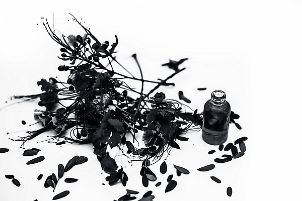 포토 JPG 해외이미지 식물 꽃잎 꽃 백그라운드 낙엽 오렌지 자연 열대 사람없음 장식 빨간색 초록색 컬러풀 스파 벚꽃 흰색 개화 공작 허브 관목 향수 유기농 아로마테라피 고립 에센스 이국적 추출 해외포토 나무 웰빙 컬러 잎 과일 조류 화장품 생태계 테라피 파일형식 이미지허브