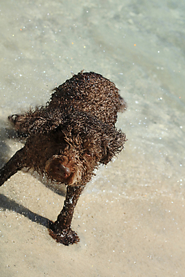 포토 JPG 해외이미지 동물 여자 행복 호수 바다 포옹 자연 놀이 사랑 사람없음 야외 가로 물 반려동물 태양 갈색 우정 활발 기쁨 개 리트리버 복고 주둥이 기르기 특별함 해외포토 자연요소 감정 컬러 컨셉 포유류 안기 사람 친구 생태계 돌봄 파일형식 이미지허브