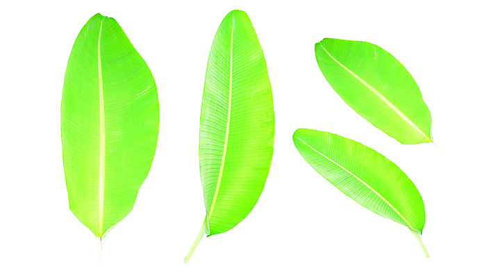 포토 JPG 해외이미지 나무 식물 계절 줄기 백그라운드 잎 패턴 과일 재료 태국 자연 추상 열대 건강 사람없음 초록색 농장 정원 맑음 봄 성장 흰색 나뭇가지 신선 숲 자르기 허브 묘사 유기농 질감 내추럴 고립 해외포토 웰빙 아시아 컬러 무늬 농업 모션 날씨 생태계 파일형식 이미지허브