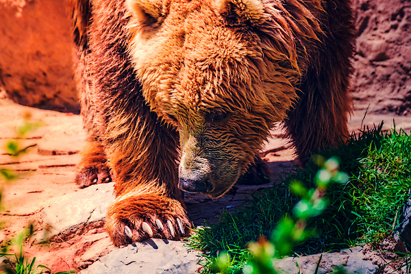 포토 JPG 해외이미지 나무 동물 응시 남자 유럽 야생동물 백그라운드 곰 포유류 자연 엄마 아침 털 핀란드 이끼 서기 사람없음 야외 초록색 갈색 걷기 환경 힘 개화 숲 위험 큼 속도 블루베리 육식동물 침엽수 알래스카 깊이 동물상 힘찬 해외포토 주간 식물 시선 꽃 나라 컬러 컨셉 과일 가족 모션 북유럽 사람 조형물 미국 크기 생태계 파일형식 이미지허브