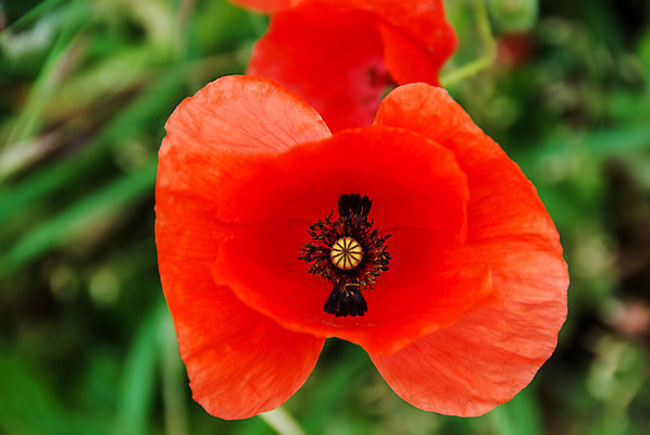 포토 JPG 해외이미지 식물 계절 꽃잎 꽃 백그라운드 꽃무늬 밭 농업 자연 벽지 사람없음 빨간색 초록색 정원 봄 흰색 신선 심볼 싱글 양귀비 내추럴 고립 추모 해외포토 산업 컬러 무늬 생태계 파일형식 이미지허브