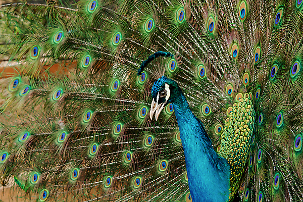 포토 JPG 해외이미지 동물 남자 야생동물 백그라운드 패턴 날개 자연 조류 사람없음 장식 초록색 파란색 컬러풀 머리 활발 펼침 의식 우아함 공작 깃털 묘사 즐거움 질감 꼬리 부리 번짐 보여주기 동물상 터키석 해외포토 감정 컬러 컨셉 무늬 모션 사람 신체부위 조형물 보석 생태계 파일형식 효과 이미지허브