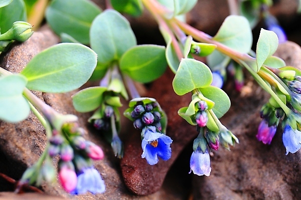 포토 JPG 해외이미지 식물 공원 꽃 유럽 여행 백그라운드 잎 꽃무늬 자연 휴가 산 아이슬란드 풍경 사람없음 야외 초록색 파란색 환경 봄 들꽃 벚꽃 면 개화 북극 부드러움 북쪽 솜털 내추럴 산악지대 블루벨 영원 해외포토 계절 공공시설 나라 컬러 무늬 감각 극지방 방향 생태계 파일형식 이미지허브