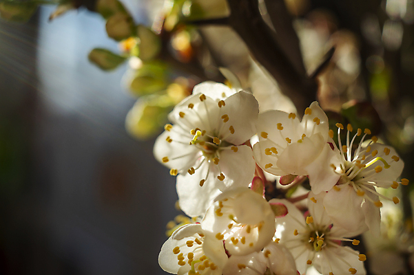 포토 JPG 해외이미지 나무 식물 계절 공원 꽃잎 꽃 백그라운드 컨셉 잎 꽃무늬 패턴 자연 추상 사람없음 야외 초록색 햇빛 노란색 환경 정원 봄 성장 벚꽃 흰색 나뭇가지 신선 개화 체리 묘사 오브젝트 원예 질감 내추럴 해외포토 공공시설 컬러 무늬 과일 취미 태양 생태계 파일형식 이미지허브