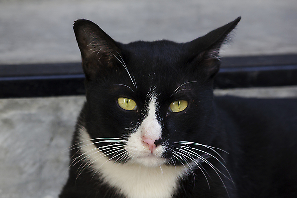 포토 JPG 해외이미지 동물 응시 백그라운드 인터넷 장난 포유류 바닥 실내 사람없음 목재 가로 노트북 전자제품 반려동물 컴퓨터 스크린 공책 고양이 자료 방 정보 분노 키보드 이메일 연결 무서움 모피 즐거움 검색 시작 송곳니 거짓말 심각 지능 지원 키패드 해외포토 나무 시선 감정 컨셉 재료 문구용품 내부 치아 파일형식 이미지허브