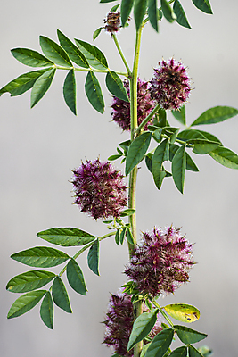 포토 JPG 해외이미지 식물 꽃 잎 다이어트 자연 사람없음 목재 초록색 파란색 약 정원 보라색 들꽃 벚꽃 차 달콤 약초 자르기 허브 관목 뿌리 조제 무료 약사 해외포토 나무 음료 컬러 재료 의학 모션 건강 풀_식물 맛 생태계 만들기 파일형식 이미지허브