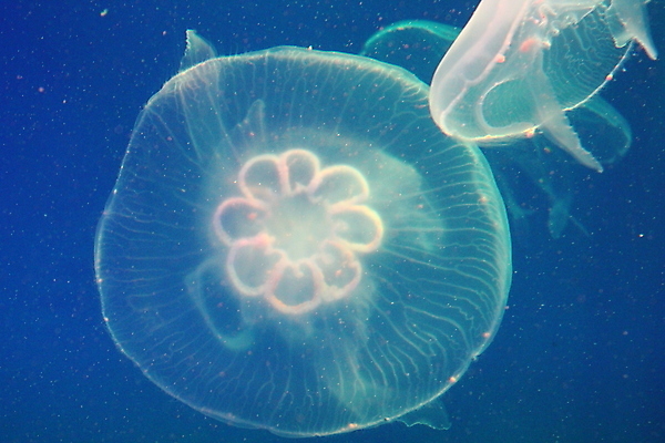 포토 JPG 해외이미지 동물 야생동물 바다 자연 생물 어류 사람없음 물 파란색 빛 컬러풀 수중 흰색 투명 스노클링 위험 수족관 젤리 해파리 내추럴 깊이 해외포토 자연요소 컬러 컨셉 디저트 수중동물 수상스포츠 자포동물 생태계 파일형식 이미지허브