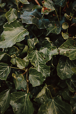 포토 JPG 해외이미지 백그라운드 잎 자연 사람없음 초록색 해외포토 식물 컬러 생태계 파일형식 이미지허브