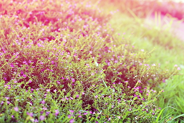 포토 JPG 해외이미지 식물 계절 꽃 백그라운드 꽃무늬 패턴 밭 자연 아침 추상 휴식 풍경 사람없음 야외 초록색 여름 빛 햇빛 노란색 정원 맑음 봄 벚꽃 데이지 부드러움 내추럴 해외포토 주간 컬러 컨셉 무늬 농업 날씨 태양 감각 생태계 파일형식 이미지허브