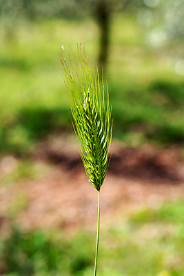 포토 JPG 해외이미지 식물 계절 음식 빵 줄기 백그라운드 밭 농업 다이어트 채소 재료 자연 건조 건강 옥수수 씨앗 풍경 사람없음 초록색 여름 농작물 농장 노란색 식사 수확 성장 가을 흰색 시골 신선 황금 낟알 시리얼 밀 유기농 보리 귀 밀가루 밀짚 내추럴 고립 밭일 숙성 호밀 해외포토 웰빙 산업 컬러 곡류 신체부위 짚 가루 생태계 파일형식 이미지허브
