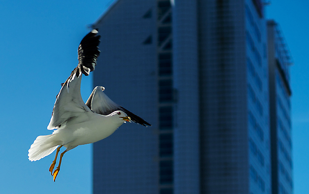 포토 JPG 해외이미지 동물 1 응시 야생동물 바다 백그라운드 날개 자연 갈매기 조류 하늘 사람없음 검은색 회색 자유 흰색 깃털 부리 내추럴 고립 무료 해외포토 시선 컬러 컨셉 생태계 파일형식 이미지허브