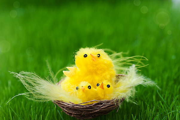 포토 JPG 해외이미지 동물 전통 계절 종교 백그라운드 컨셉 조류 휴가 부활절 새로움 기념 선물 이벤트 사람없음 장식 초록색 컬러풀 장난감 농장 노란색 계란 치킨 봄 신생아 달콤 4월 수탉 처음 해외포토 기념일 컬러 농업 알 아기 닭 날짜 맛 수컷 닭고기요리 파일형식 이미지허브