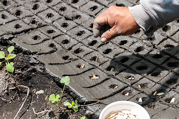 포토 JPG 해외이미지 식물 전통 남자 문화 지구 잎 밭 농업 자연 아침 씨앗 사람 풍경 사람없음 여름 농작물 농장 새싹 일출 환경 정원 흙 봄 수확 성장 시골 신선 작업 농부 유기농 원예 질감 조경 먼지 장면 땅바닥 모종 묘목 밭일 해외포토 주간 나무 직업 웰빙 계절 산업 바닥 취미 노을 생태계 파일형식 이미지허브