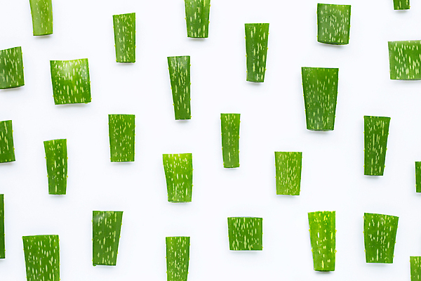 포토 JPG 해외이미지 스튜디오촬영 실내 사람없음 흰배경 알로에 해외포토 식물 백그라운드 내부 흰색 파일형식 이미지허브