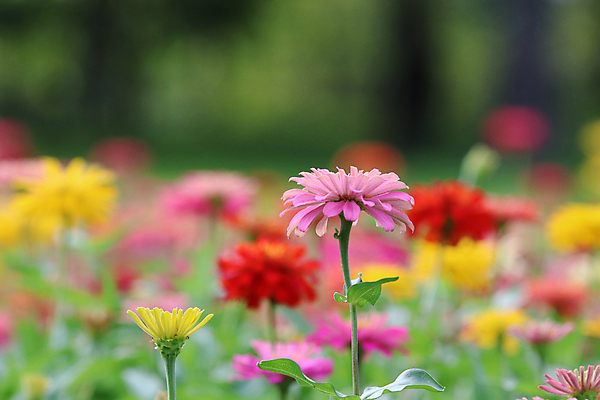 포토 JPG 해외이미지 식물 디자인 공원 꽃잎 꽃 분홍색 백그라운드 꽃무늬 패턴 밭 오렌지 자연 추상 사람없음 야외 장식 빨간색 초록색 컬러풀 노란색 정원 봄 벚꽃 흰색 신선 원형 개화 닫기 큼 해외포토 도형 계절 공공시설 컬러 무늬 농업 과일 모션 크기 생태계 파일형식 이미지허브