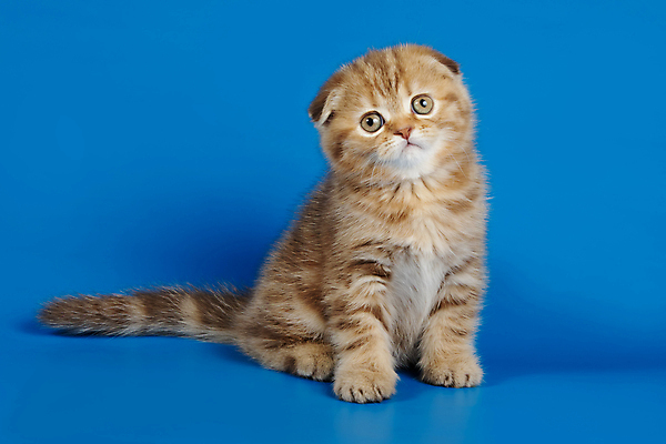 포토 JPG 해외이미지 한마리 응시 새끼 실내 앉기 사람없음 반려동물 귀여움 고양이 파란배경 스코티시폴드 반려묘 해외포토 동물 1 시선 백그라운드 컨셉 포유류 모션 내부 파란색 파일형식 이미지허브