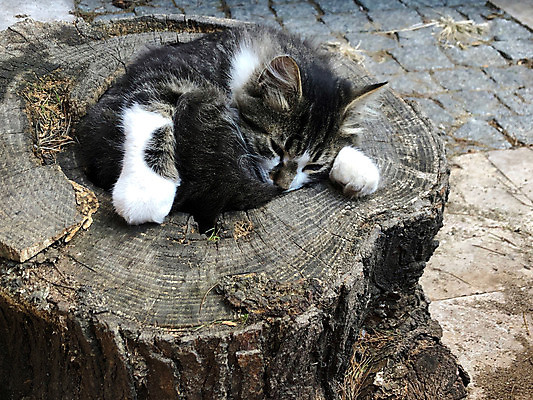 포토 JPG 해외이미지 나무 동물 1 공원 휴식 거리 털 피곤 앉기 사람없음 야외 목재 반려동물 고양이 흰색 도시 잠 버리기 얼룩무늬 솜털 노숙자 거짓말 혼자 해외포토 식물 공공시설 컬러 컨셉 무늬 재료 포유류 모션 파일형식 이미지허브