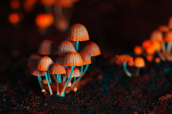 포토 JPG 해외이미지 식물 계절 공원 백그라운드 가족 자연 생물 이끼 사람없음 초록색 버섯 젖음 촉촉함 성장 가을 독약 그룹 숲 위험 작음 그늘 마법 내추럴 암스테르담 곰팡이 광 땅바닥 삼림지대 식민지 썩음 환각 해외포토 공공시설 컬러 컨셉 관계 바닥 크기 네덜란드 생태계 증상 파일형식 이미지허브