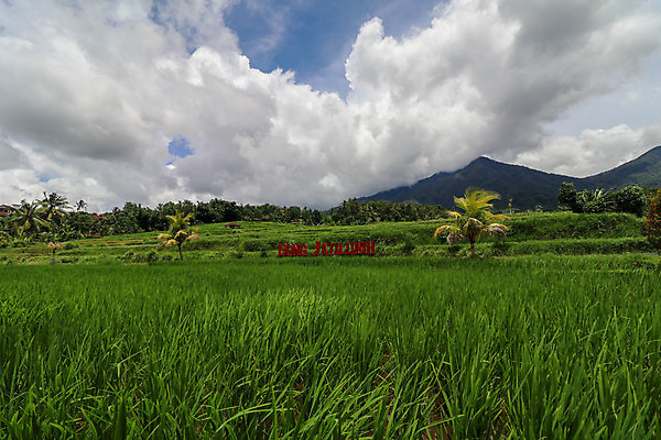 포토 JPG 해외이미지 식물 아시아 문화 음식 여행 백그라운드 패턴 농업 자연 하늘 밥 산 안테나 건강 동양인 풍경 사람없음 야외 초록색 물 여름 농장 반사 마을 환경 계곡 수확 시골 농부 낟알 언덕 발리 인도네시아 내추럴 논밭 밭일 해외포토 자연요소 직업 계절 나라 산업 컬러 섬 무늬 밭 통신 논 인종 생태계 파일형식 이미지허브