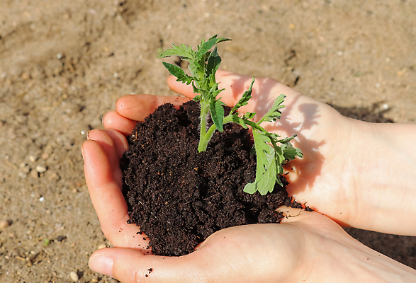 포토 JPG 해외이미지 주간 손 야외 신체부위 새싹 흙 해외포토 자연요소 식물 사람 파일형식 이미지허브