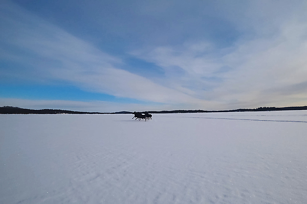 포토 JPG 해외이미지 동물 계절 호수 야생동물 겨울 포유류 자연 하늘 사슴 뿔 스웨덴 3 이끼 사람없음 야외 달리기 햇빛 갈색 얼음 힘 추위 게임 흰색 우아함 숲 큼 탈출 황소 코 멸종 바둑 단계 추적 엘크 해외포토 자연요소 컬러 컨셉 모션 놀이 북유럽 신체부위 태양 소 크기 생태계 파일형식 이미지허브
