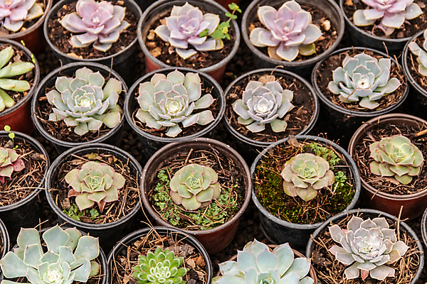 포토 JPG 해외이미지 식물 계절 꽃잎 꽃 백그라운드 잎 패턴 자연 선인장 주택 사람없음 장식 여름 환경 정원 보라색 미니어처 사막 껍질 가을 신선 뜨거움 원형 우아함 수집 원예 질감 리빙 내추럴 생태학 심기 영원 정물화 세련 해외포토 도형 교육 컬러 컨셉 무늬 모션 취미 건물 모형 그림 생태계 파일형식 이미지허브