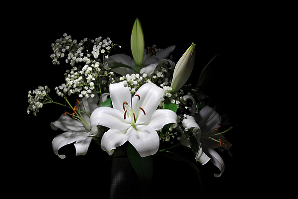 포토 JPG 해외이미지 식물 기념일 꽃잎 꽃 꽃다발 검은배경 선물 사람없음 꽃병 흰색 백합 순수 기회 꽃가루 해외포토 컬러 백그라운드 컨셉 이벤트 검은색 가루 파일형식 이미지허브