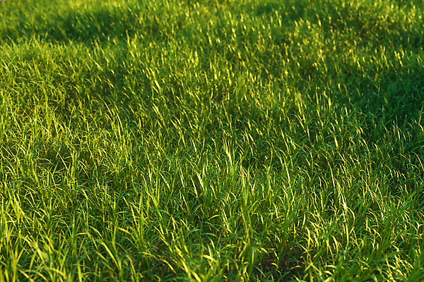 포토 JPG 해외이미지 배너 계절 꽃 백그라운드 컨셉 밭 자연 하늘 날씨 추상 부활절 풍경 잔디 사람없음 야외 초록색 여름 빛 컬러풀 햇빛 태양 3D 정원 맑음 봄 활발 시골 신선 4월 5월 땅 질감 장면 내추럴 밭일 헤딩 수평선 해외포토 자연요소 식물 기념일 컬러 무늬 농업 축구 날짜 디지털합성 생태계 파일형식 이미지허브