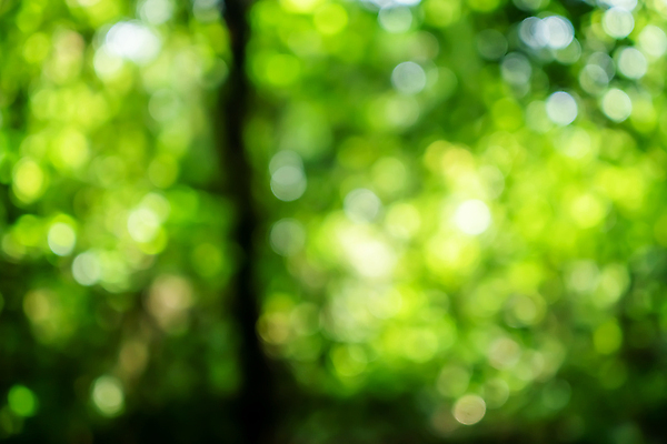 포토 JPG 해외이미지 모양 나무 식물 디자인 계절 백그라운드 컨셉 잎 패턴 자연 추상 미술 사람없음 야외 목재 초록색 빛 컬러풀 햇빛 태양 환경 정원 맑음 봄 성장 신선 소프트포커스 숲 질감 보케 부드러움 내추럴 블러 해외포토 자연요소 컬러 무늬 재료 날씨 문화예술 촬영기법 감각 생태계 파일형식 이미지허브