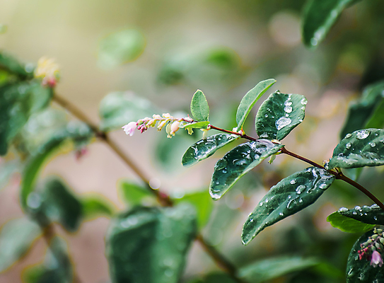 포토 JPG 해외이미지 식물 공원 열매 꽃 백그라운드 잎 자연 사람없음 초록색 물 정원 가을 흰색 물방울 나뭇가지 신선 관목 내추럴 화창 해외포토 자연요소 나무 계절 공공시설 컬러 날씨 생태계 파일형식 이미지허브