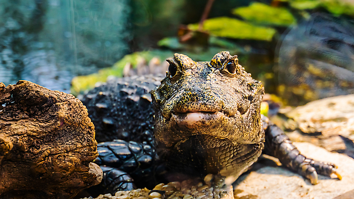 포토 JPG 해외이미지 동물 여자 남자 얼굴 야생동물 바다 파충류 아프리카 동물원 종류 성인 사람없음 물 반려동물 머리 치아 묘사 육식동물 악어 육식 난쟁이 틀니 이국적 인기 해외포토 자연요소 나라 사람 신체부위 소화기관 파일형식 이미지허브