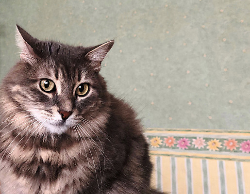 포토 JPG 해외이미지 동물 1 응시 얼굴 포유류 수염 주택 털 실내 사람없음 반려동물 머리 귀여움 고양이 가축 줄무늬 회색 흰색 모피 코 부드러움 얼룩무늬 솜털 노려봄 카피스페이스 해외포토 시선 컬러 컨셉 무늬 표정 내부 건물 신체부위 공백 감각 파일형식 이미지허브
