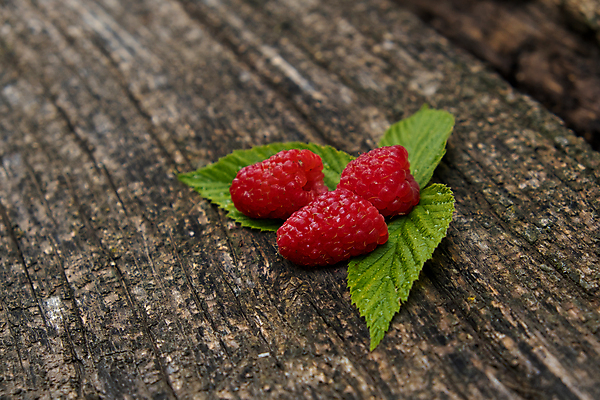 포토 JPG 해외이미지 계절 열매 음식 백그라운드 잎 과일 탁자 디저트 건강 사람없음 목재 빨간색 초록색 우주 수확 시골 신선 그룹 달콤 맛 오브젝트 상쾌 유기농 질감 날것 산딸기 향 내추럴 숙성 해외포토 나무 식물 웰빙 감정 컬러 가구 컨셉 농업 재료 파일형식 이미지허브