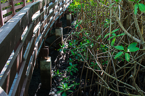 포토 JPG 해외이미지 도로 길 잎 밭 자국 자연 하늘 풍경 사람없음 목재 초록색 컬러풀 햇빛 평화 맑음 침묵 활발 산책로 거울 하이킹 신선 습지 오솔길 방향 강렬 방법 삼림지대 생태학 수평선 해외포토 나무 식물 교육 컬러 컨셉 농업 재료 교통시설 레저 날씨 태양 소리 숲 생태계 파일형식 이미지허브