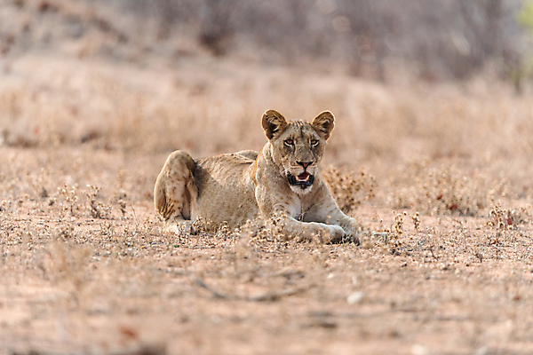 포토 JPG 해외이미지 동물 1 여자 야생동물 새끼 포유류 아프리카 자연 생물 털 사람없음 목재 고양이 게임 아기 황무지 위험 사자 큼 모피 사파리 육식동물 지역 서식지 내추럴 결백 동물상 세렝게티 소셜 암사자 탄자니아 해외포토 나무 나라 컨셉 재료 놀이 사람 반려동물 조형물 크기 암컷 생태계 파일형식 이미지허브