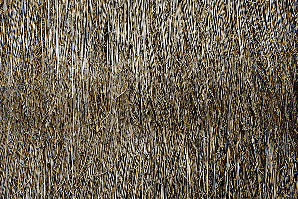 포토 JPG 해외이미지 디자인 벽 백그라운드 잎 패턴 건축양식 자연 벽지 표면 지붕 추상 휴가 주택 건조 따뜻함 손바닥 갈대 잔디 사람없음 목재 여름 갈색 수확 나뭇가지 시골 거친 오두막 대나무 시골집 질감 밀짚 원시시대 부족 내추럴 그런지 볏집 옛날 이국적 해외포토 나무 식물 손 계절 건축 컬러 컨셉 무늬 농업 재료 건물 역사 짚 생태계 파일형식 이미지허브