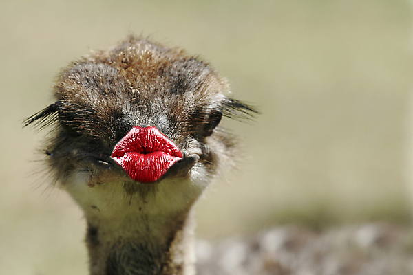포토 JPG 해외이미지 동물 디자인 응시 백그라운드 포유류 키스 발렌타인데이 사랑 사람없음 빨간색 파란색 립스틱 흰색 입 신용카드 유머 개 물개 입술 코 감사 엽서 타조 송곳니 고립 기르기 아기사슴 유래 해외포토 시선 감정 새끼 컬러 데이이벤트 조류 사슴 신체부위 금융 바다동물 화장품 치아 편지 애정표현 돌봄 파일형식 이미지허브