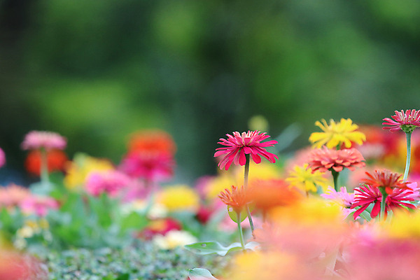 포토 JPG 해외이미지 식물 디자인 공원 꽃잎 꽃 분홍색 백그라운드 꽃무늬 패턴 밭 오렌지 자연 추상 사람없음 야외 장식 빨간색 초록색 컬러풀 노란색 정원 봄 벚꽃 흰색 신선 원형 개화 닫기 큼 해외포토 도형 계절 공공시설 컬러 무늬 농업 과일 모션 크기 생태계 파일형식 이미지허브