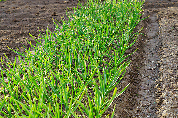 포토 JPG 해외이미지 식물 음식 줄기 백그라운드 잎 패턴 밭 농업 다이어트 채소 재료 자연 양파 건강 마늘 사람없음 야외 초록색 농작물 태양 정원 흙 봄 성장 시골 침대 허브 깃털 유기농 날것 내추럴 땅바닥 밭일 채식주의자 세련 해외포토 자연요소 웰빙 계절 산업 컬러 가구 무늬 바닥 생태계 채식 파일형식 이미지허브