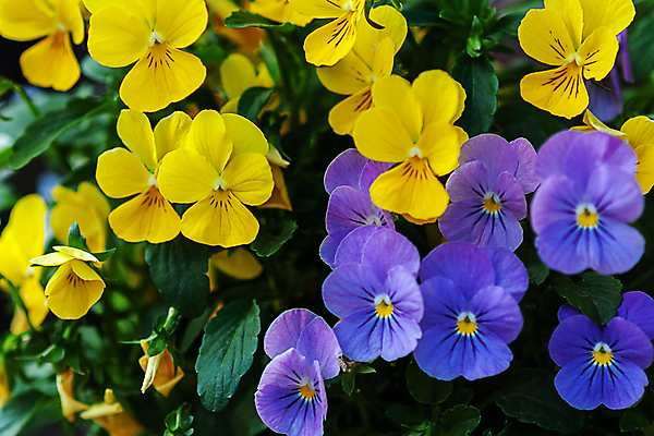 포토 JPG 해외이미지 식물 꽃잎 꽃 백그라운드 잎 꽃무늬 봄꽃 자연 벽지 사람없음 장식 초록색 파란색 컬러풀 노란색 정원 보라색 봄 활발 성장 벚꽃 개화 닫기 제비꽃 원예 화단 내추럴 비올라 해외포토 계절 컬러 컨셉 무늬 모션 취미 생태계 파일형식 찰현악기 이미지허브