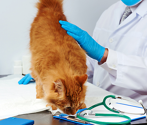 포토 JPG 해외이미지 백인 한마리 남자 장갑 유니폼 청진기 안기 탁자 실내 건강 병원 한명 사람 상반신 성인 옆모습 치료 반려동물 고양이 진료 잡기 동물병원 수의사 돌봄 성인남자한명만 해외포토 서양인 동물 1 잡화 옷 뷰포인트 가구 포유류 의학 의료기기 모션 내부 의사 남자한명만 성인남자만 파일형식 이미지허브