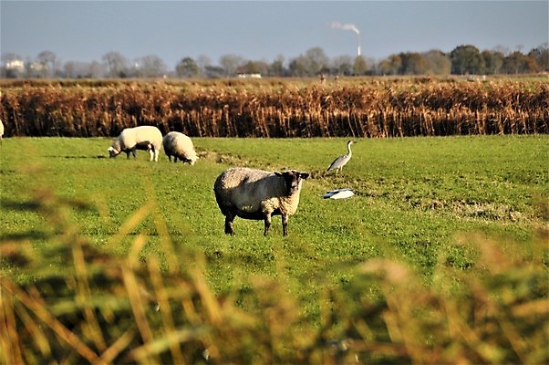 포토 JPG 해외이미지 동물 농업 포유류 자연 사람없음 야외 초록색 농장 가축 회색 흰색 양 왜가리 해외포토 산업 컬러 조류 생태계 파일형식 이미지허브
