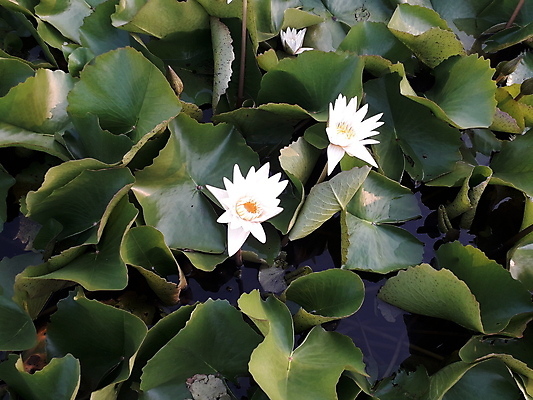 포토 JPG 해외이미지 나무 식물 계절 공원 꽃잎 꽃 아시아 호수 여행 백그라운드 잎 꽃무늬 태국 자연 하늘 아침 휴가 열대 그림자 사람없음 야외 초록색 물 강 햇빛 노란색 일출 정원 일몰 봄 새벽 벚꽃 흰색 연못 개화 저녁 내추럴 해외포토 주간 자연요소 공공시설 나라 컬러 무늬 태양 노을 야간 생태계 파일형식 이미지허브