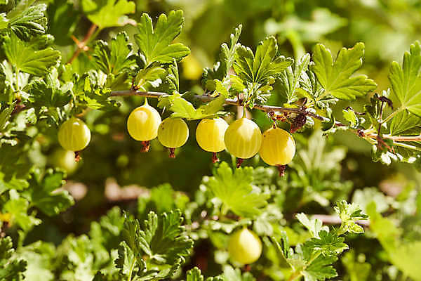 포토 JPG 해외이미지 식물 선 컨셉 잎 패턴 자연 추상 요리 사람없음 장식 초록색 물 우주 줄무늬 젖음 물방울 신선 시간 맛 떨어짐 냄비 이슬 묘사 질감 서식 심플 시트 바질 뒤뜰 베르데 온실 해외포토 자연요소 컬러 무늬 솥 생태계 파일형식 이미지허브