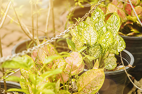 포토 JPG 해외이미지 나무 식물 공원 꽃 백그라운드 잎 농업 태국 자연 벽지 아침 추상 그림자 사람없음 야외 초록색 빛 햇빛 태양 라벨 환경 정원 맑음 성장 신선 판넬 가장자리 닫기 소프트포커스 숲 질감 보케 내추럴 블러 생태학 해외포토 주간 자연요소 공공시설 교육 산업 아시아 컬러 무늬 모션 날씨 프레임 촬영기법 둘레 생태계 파일형식 이미지허브