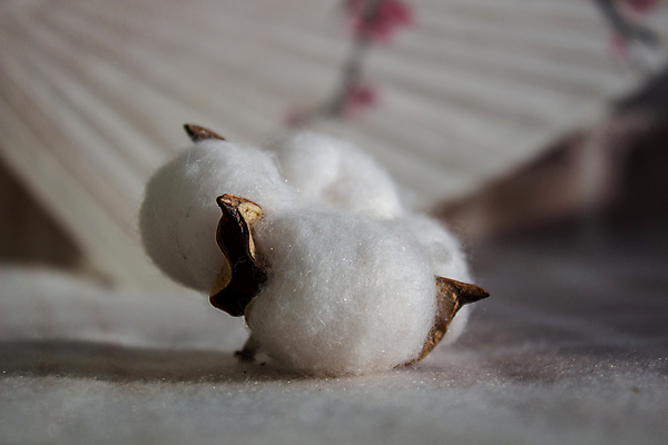 포토 JPG 해외이미지 탁자 사람없음 아웃포커스 면 유기농 부드러움 목화꽃 목화솜 해외포토 웰빙 꽃 가구 촬영기법 감각 솜 파일형식 이미지허브