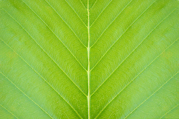 포토 JPG 해외이미지 모양 나무 식물 디자인 백그라운드 컨셉 잎 자연 추상 미술 사람없음 초록색 여름 빛 환경 봄 수확 성장 가을 신선 보호 숲 척추 묘사 질감 복고 지구온난화 광합성 그런지 대칭 생태학 엘리먼트 스타일 해외포토 계절 교육 컬러 무늬 농업 문화예술 뼈 생태계 기후변화 파일형식 이미지허브